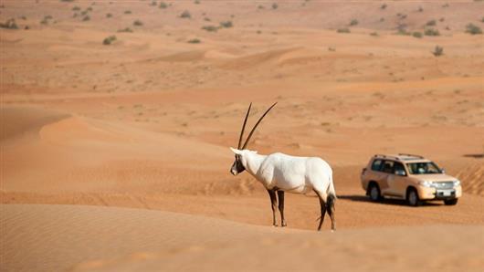 Al Maha Desert Resort